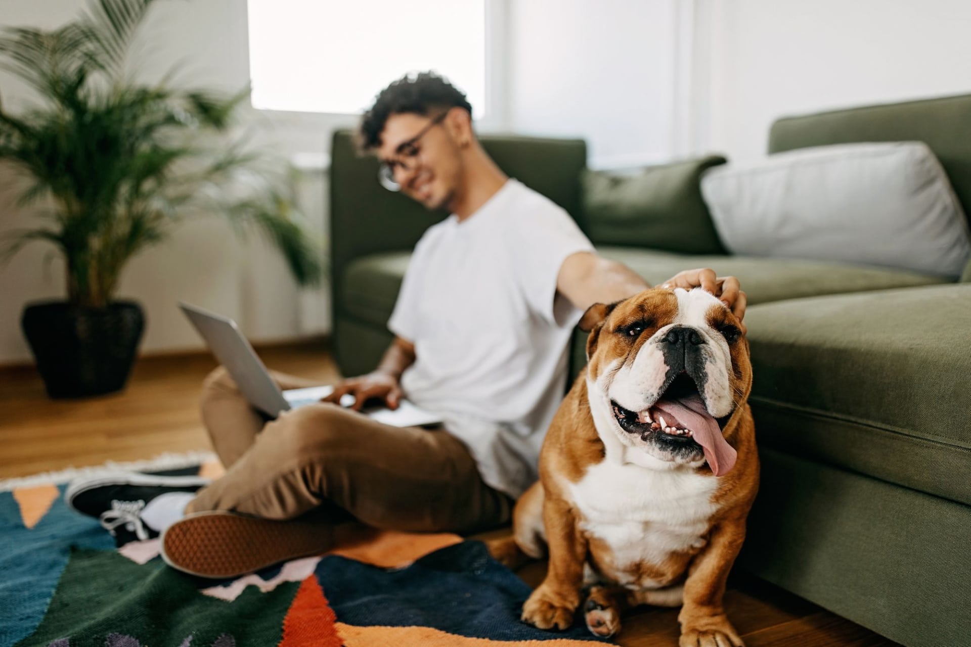 a person petting a bulldog with its tongue out